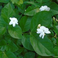 <i>Jasminum sambac</i>  (L.) Aiton